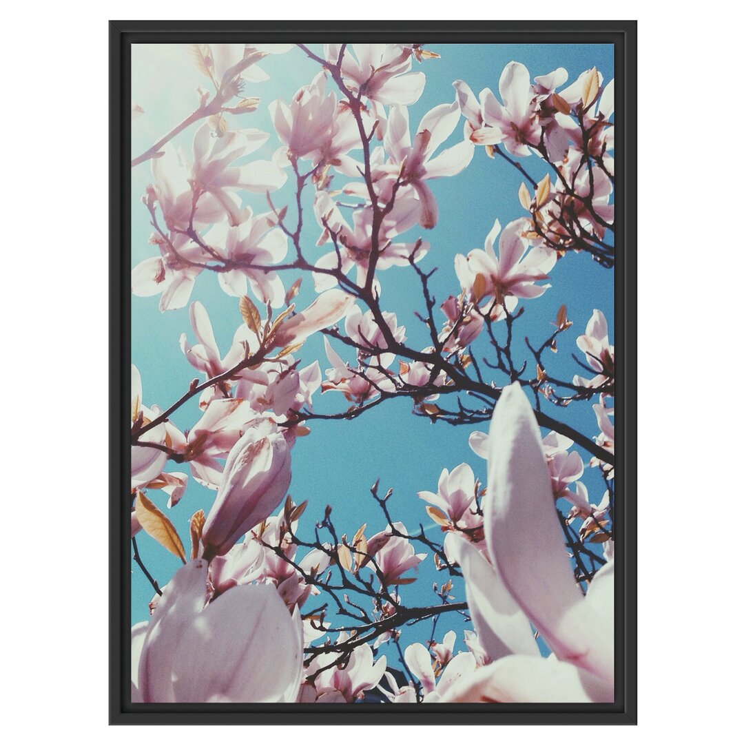 Gerahmtes Wandbild Zarte Rosa Magnolie Blüten