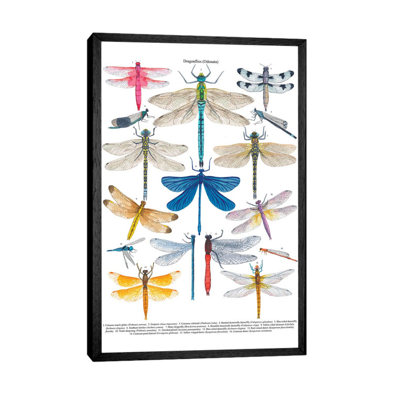 Dragonflies by Michelle Campbell - Print on Canvas, Black Framed, 66.04 cm H x 45.72 cm W