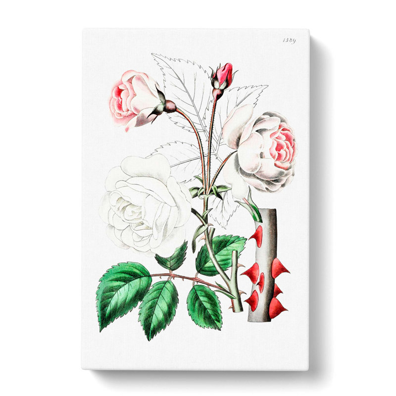 Pink Beach Rose - Wrapped Canvas, 50cm H x 35cm W x 3cm D