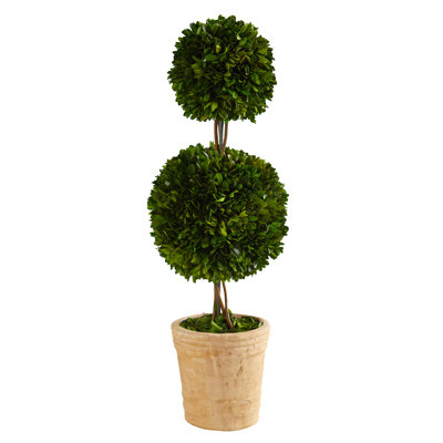 Preserved Boxwood Topiary in Planter