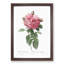 Giant French Rose in Pink by Pierre-Joseph Redoute - Picture Frame Painting Print-55608583-55608578