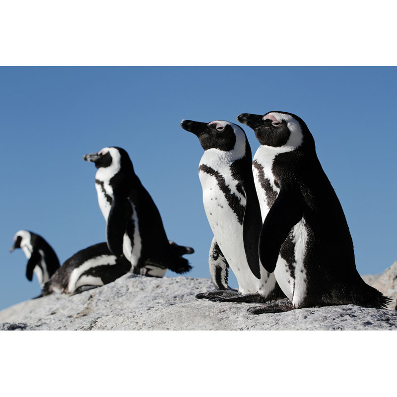 «Penguins» par Feepatou - Photographie sur toile tendue, L 12 po x H 8 po