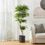 Amee 61" H Creative Shaped Faux Ficus Tree in Pot