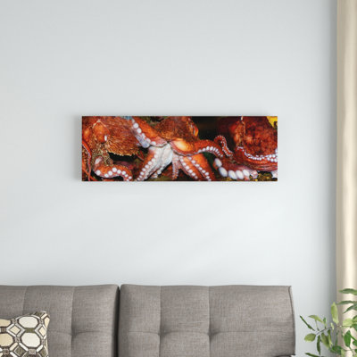 «Close-Up of Octopus», reproduction de photo sur toile