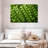 Yarlin Peas-107705786