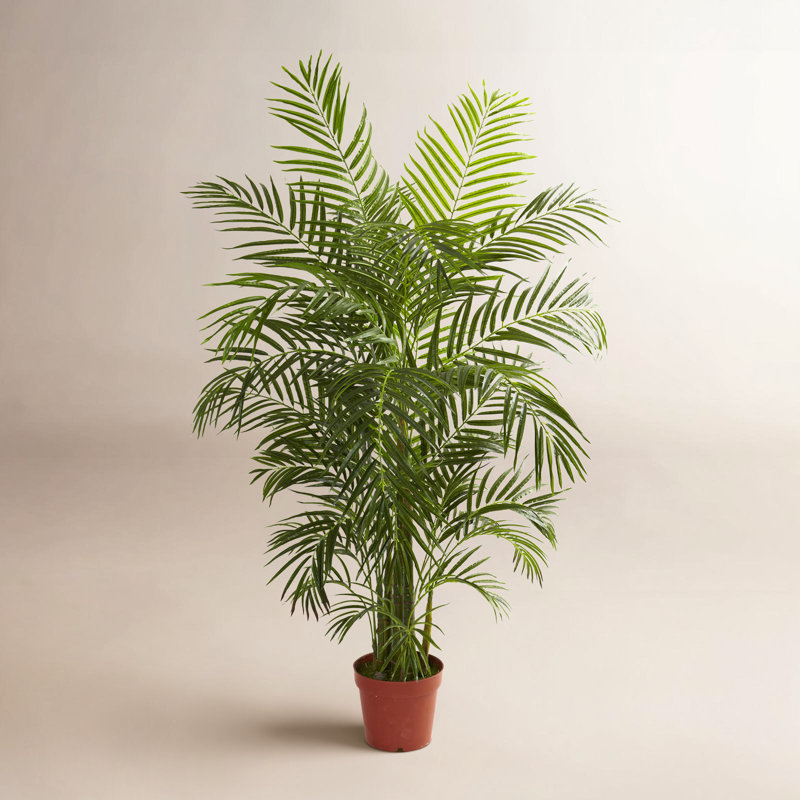 Areca Palm Tree in Pot, 54" H x 46" W x 42" D