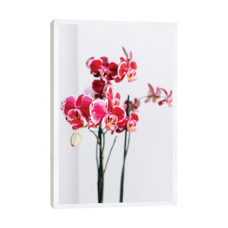 Positano Blooms II by Bethany Young - Print on Canvas, White Framed, 66.04cm H x 45.72cm W x 3.81cm D