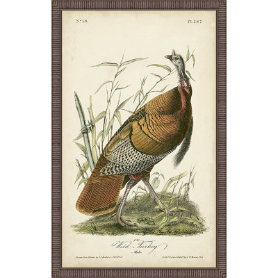 Miko " Wild Turkey "