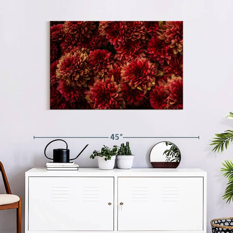 Dahlias Harnek rouge foncé, H 24 po x l 36 po