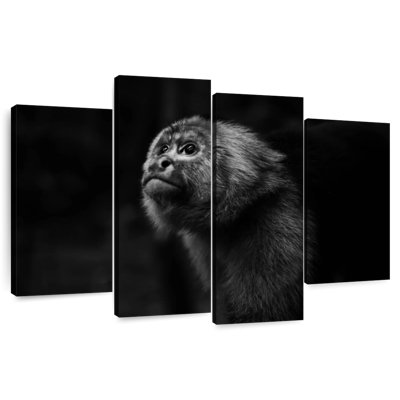 Brampt Capuchin Monkey