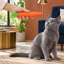 0.2 " H Cat Toys
