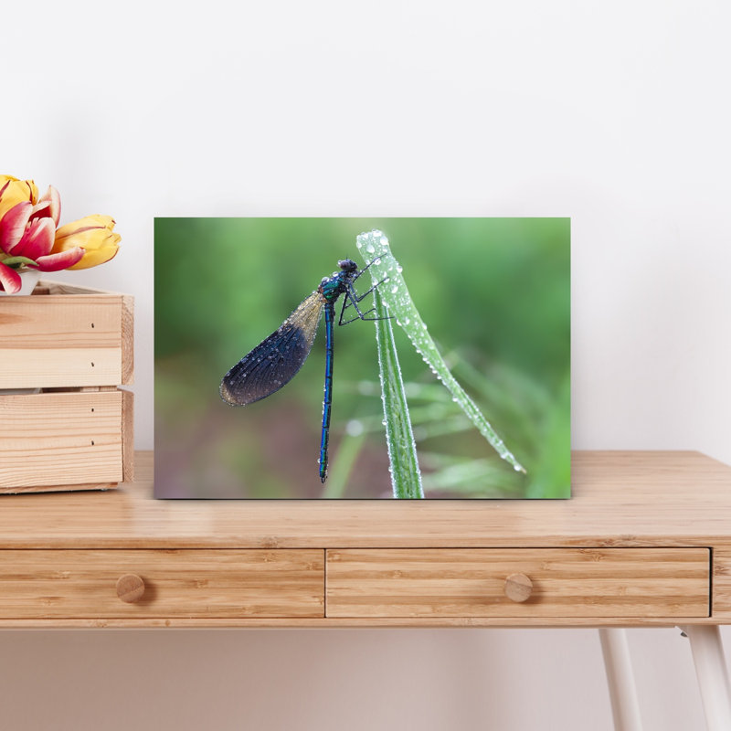 Morning Dew Damselfly Delicate Dragonfly Nature Wildlife Wall Art Print 1 Piece Wrapped Canvas Wall Art