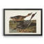 Pin Tailed Duck - reproduction de cadre photo sur toile-1225668240-1225668241