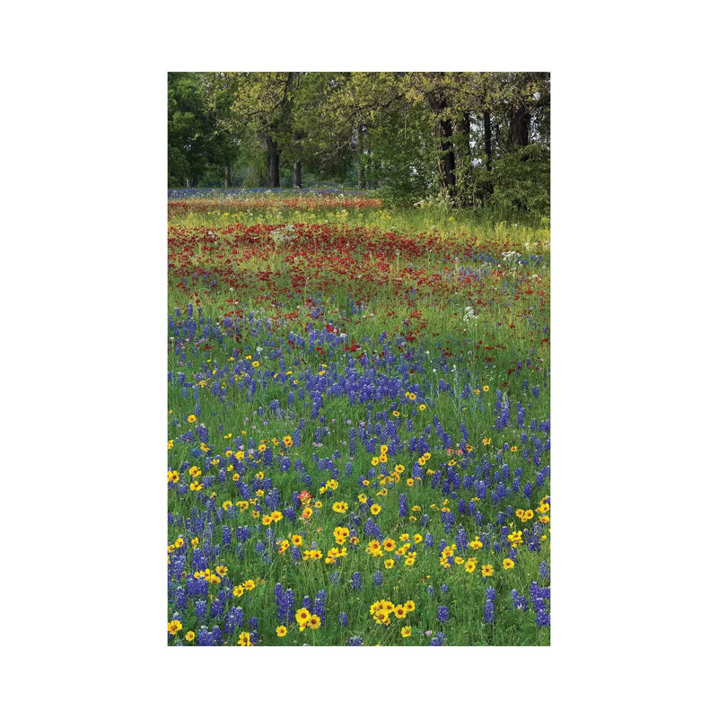 Sand Bluebonnet, Drummond's Phlox And Tickseed, Fort Parker State Park, Texas II by Tim Fitzharris - Wrapped Canvas Print