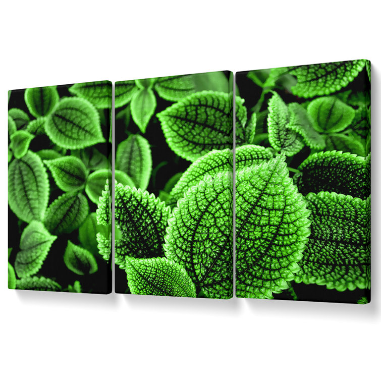 Ebern Designs Beautiful Green Leaves - 3 Piece Wrapped Canvas Print ...