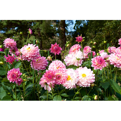 " Pink Dahlia In Garden "