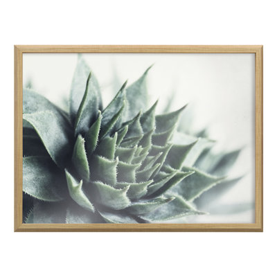 «Radical Succulent» par Emiko et Mark Franzen