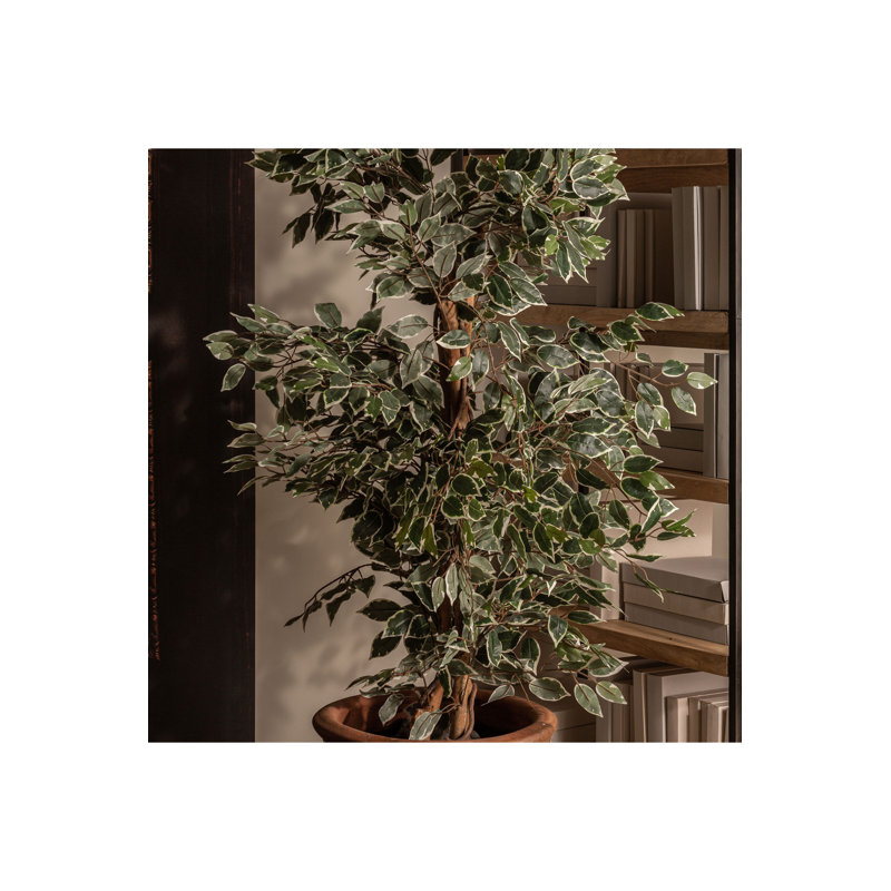 Ficus Faux Plant