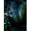 Hidden Tropics Print by Mat Sanders