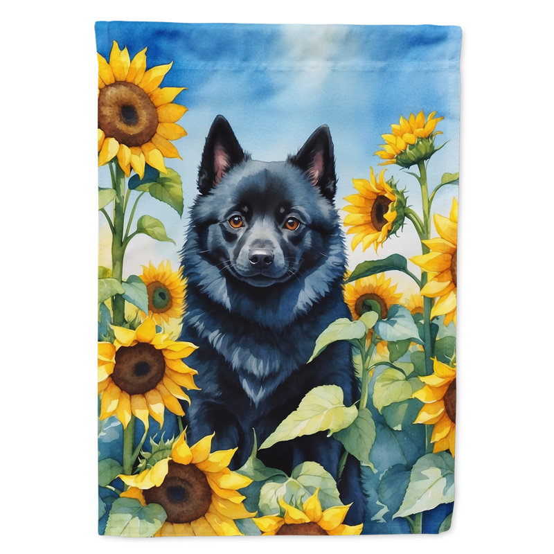 Lévrier irlandais dans le drapeau du jardin de tournesols, Schipperke