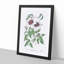 White Leather Clematis Flower - Framed Print-55612569-55612570
