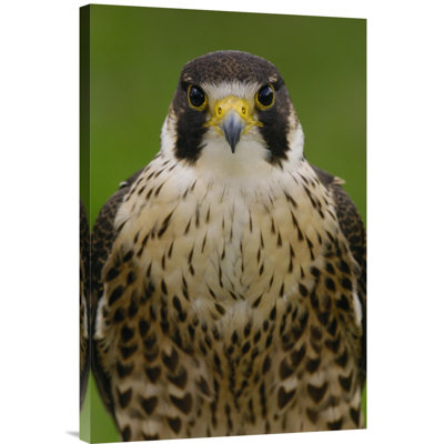 " Ecuador 'Peregrine Falcon Portrait' "