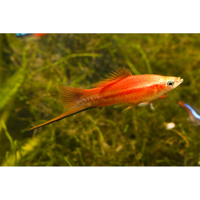 Red Swordtail Fish by Pengpeng - No Frame Print on Canvas, 20cm H x 30cm W