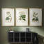 Antique Turpin Botanical I - reproduction sur mesure encadrée de qualité supérieure - 3 pièces-1401767975-1401767968