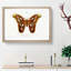 Attacus Atlas Moth by Charles d Orbigny - Framed Print-55456936-55456939