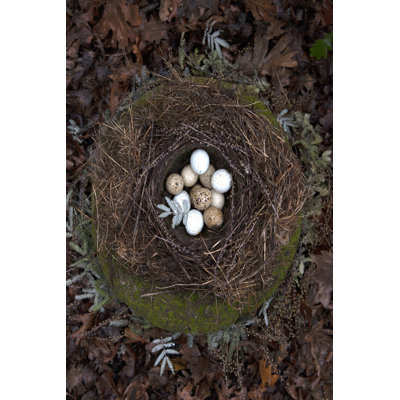 Winter Nest Detail II by Tania Soderman - Wrapped Canvas Print