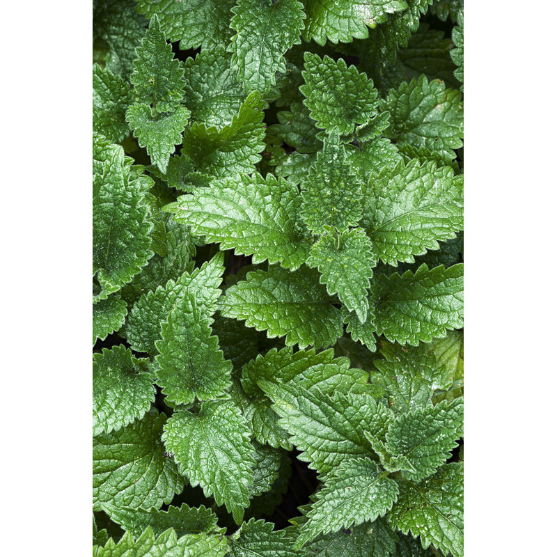 Nettle Background by Magdasmith - Wrapped Canvas Print, 122cm H x 81cm W x 3.8cm D
