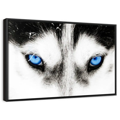 Husky's Eyes