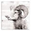 « white ram », impression sur toile