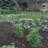 Bowermaster Metal Weather Resistant Plant Support-27157354-27157352