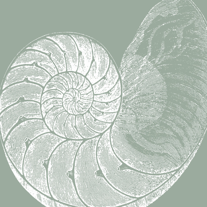 Seabreeze Shells IV (P) - Wrapped Canvas Painting, 51cm H x 51cm W x 3.8cm D