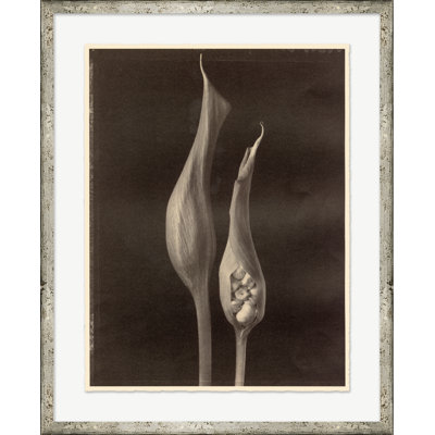 Sepia Flowers 11 Print