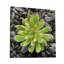 Haworthia Cooperi I - impression sur toile tendue-1186582906