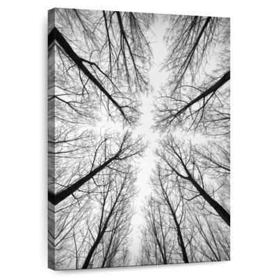 Arbres nus Harnek