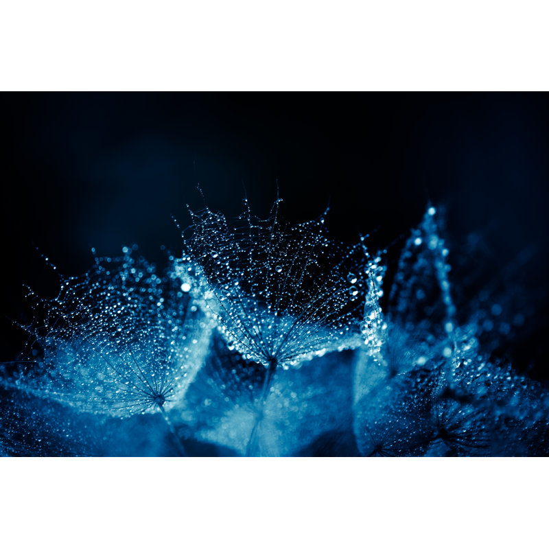 Macro Dandelion Seed - Wrapped Canvas Print, 30cm H x 46cm W