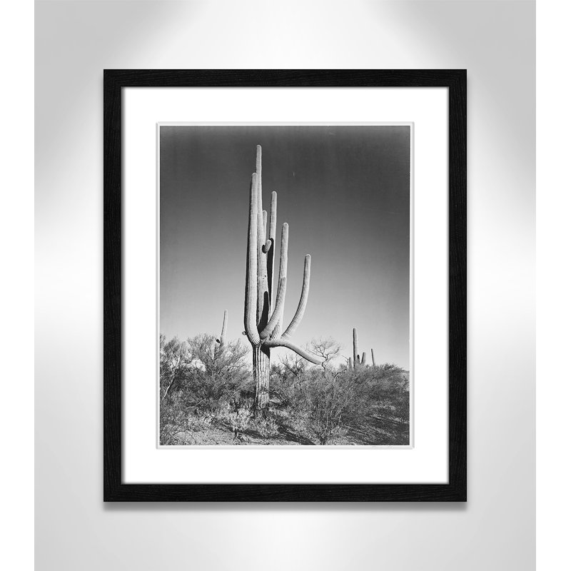 «Cactus In Saguaro National Monument In Arizona», reproduction de photo sur papier encadrée, H 19 po x l 16 po x P 0,75 po