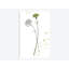 «Botany Flower III» par Melissa Wang - Giclée sur toile tendue avec châssis-72780839-72780844-29052931