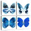 Radiographie de Brampt Miss Butterfly - bleu