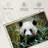 Panda With Bamboo-107703044