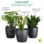 Live Low Light Houseplant Set-70535089
