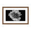 Nature Inspired Poppy in Mono by  - Picture Frame Photograph on Paper-131291951-131291952-131291953