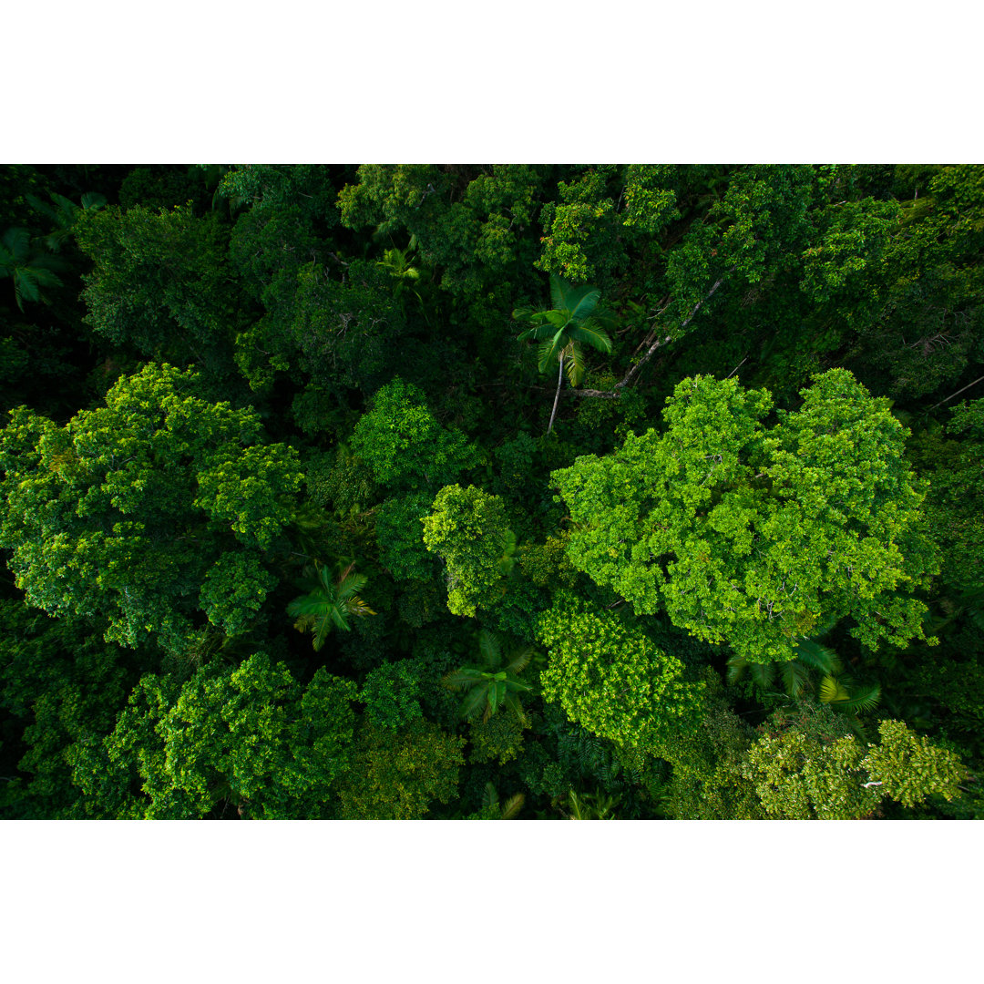 Leinwandbild Regenwald aus der Luft in der Nähe von Kuranda, Queensland, Australien von Mvaligursky