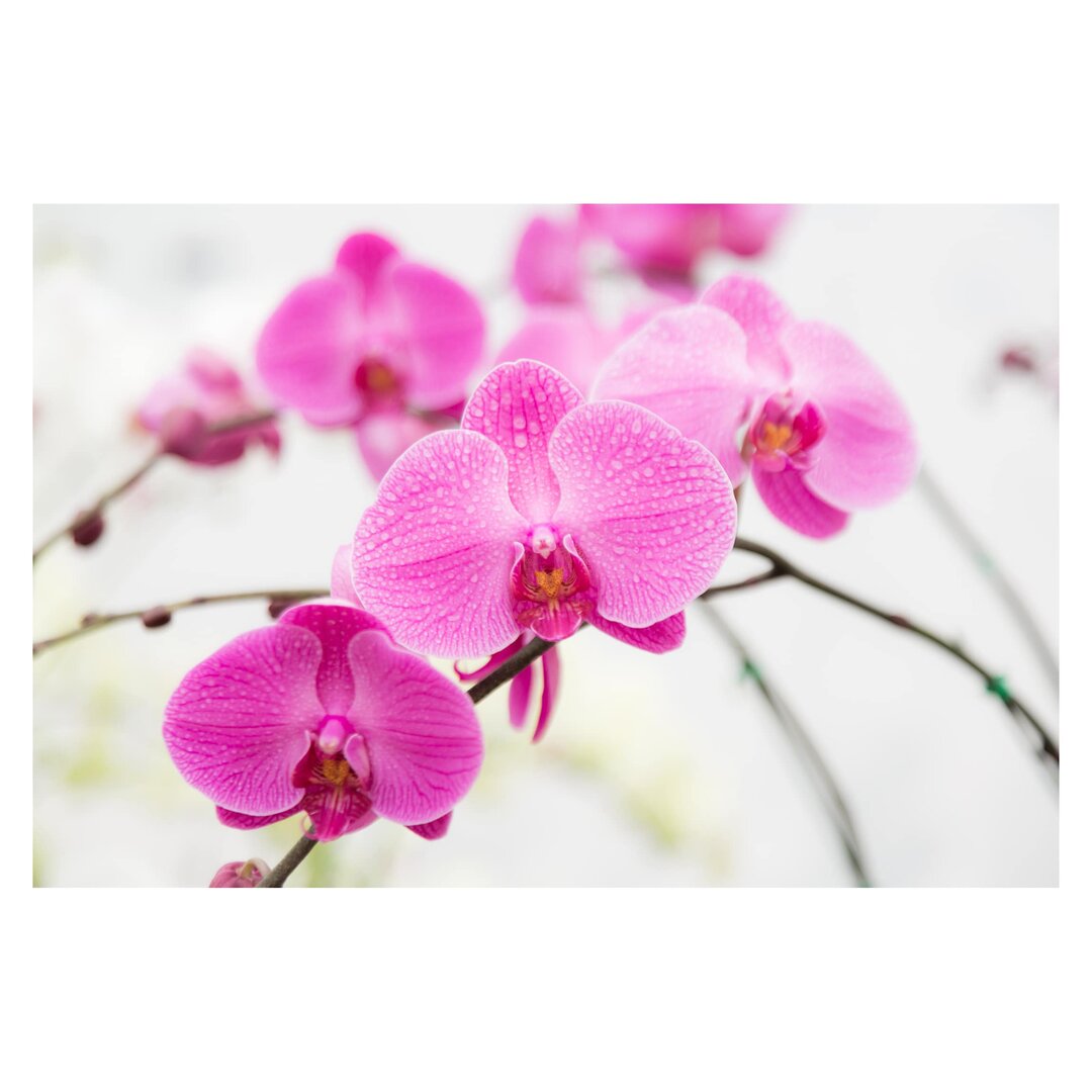 Matt Fototapete Nahaufnahme Orchidee 1,9 m x 288 cm