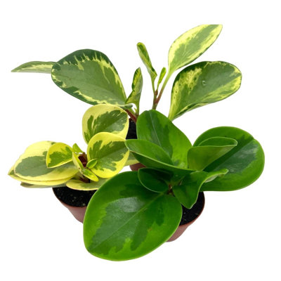 Variegated Peperomia Marble Variety Assortment Peperomia Obtusifolia 3 Differe