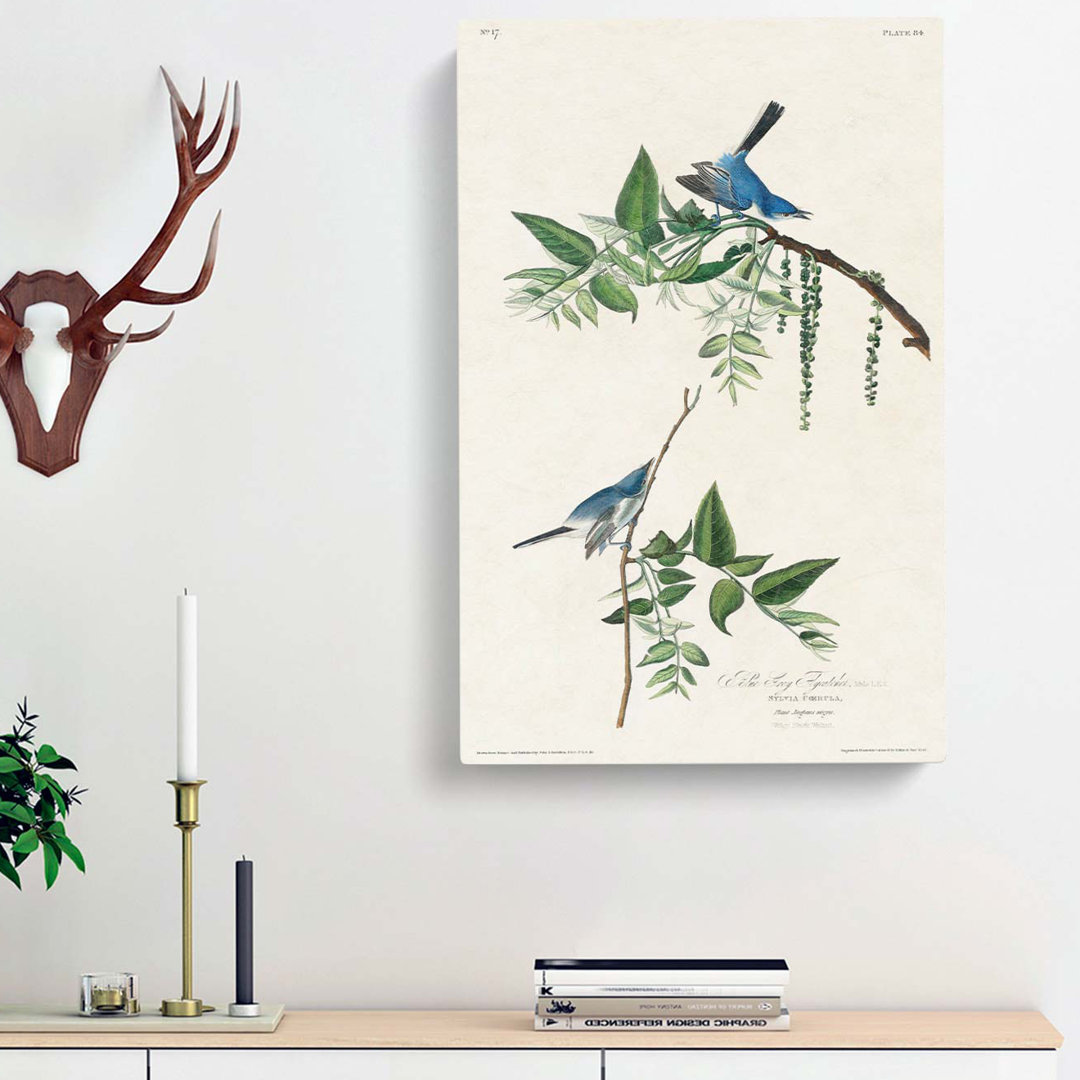Blue & Grey Flycatcher Birds by John James Audubon - Wrapped Canvas