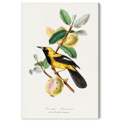 Reproduction d'art sur toile, Jacamar, 1842 par Gervais